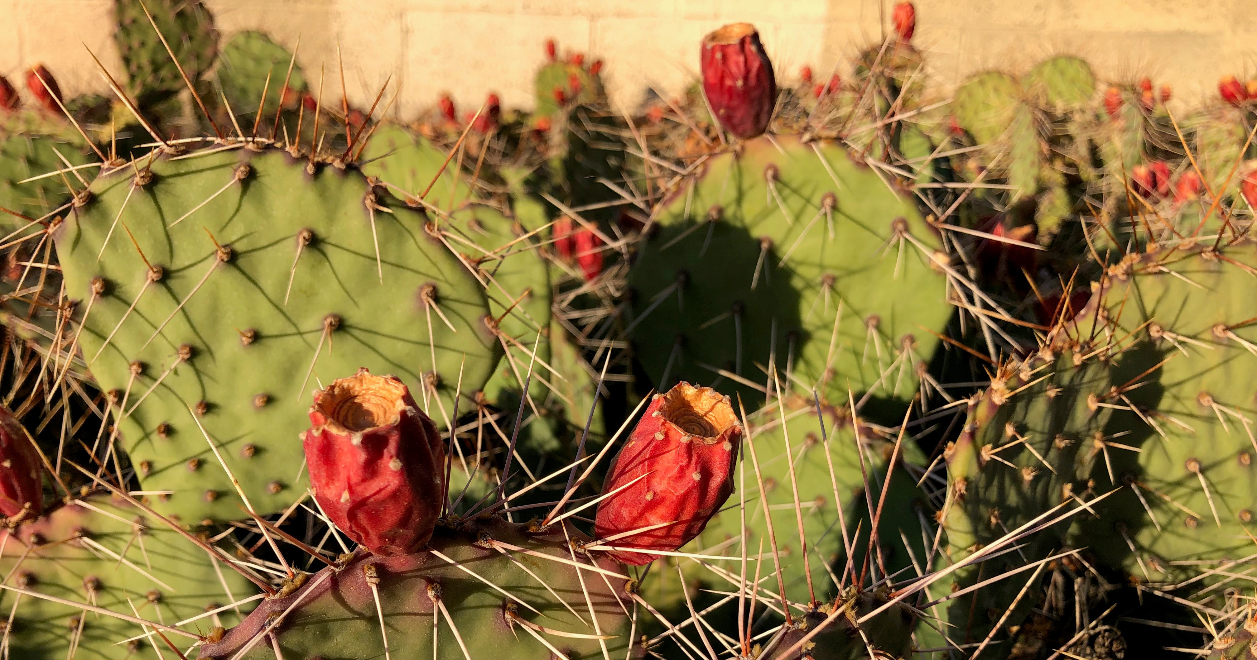 prickly-pear-cropped.jpeg